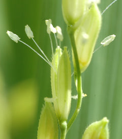 Oryza Sativa Extract