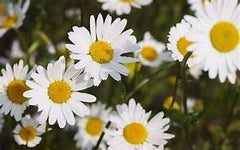 Chamomile