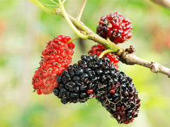 Mulberry