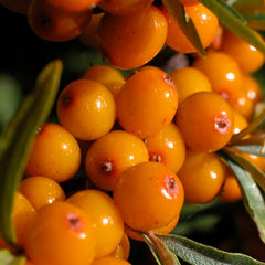 Sea Buckthorn