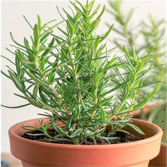 Rosemary Extract